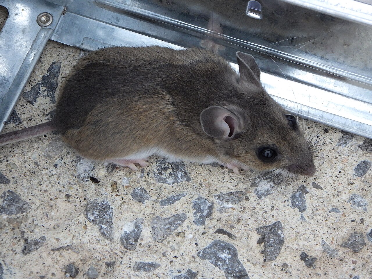 A house mouse, the mouse most common in Jackson homes