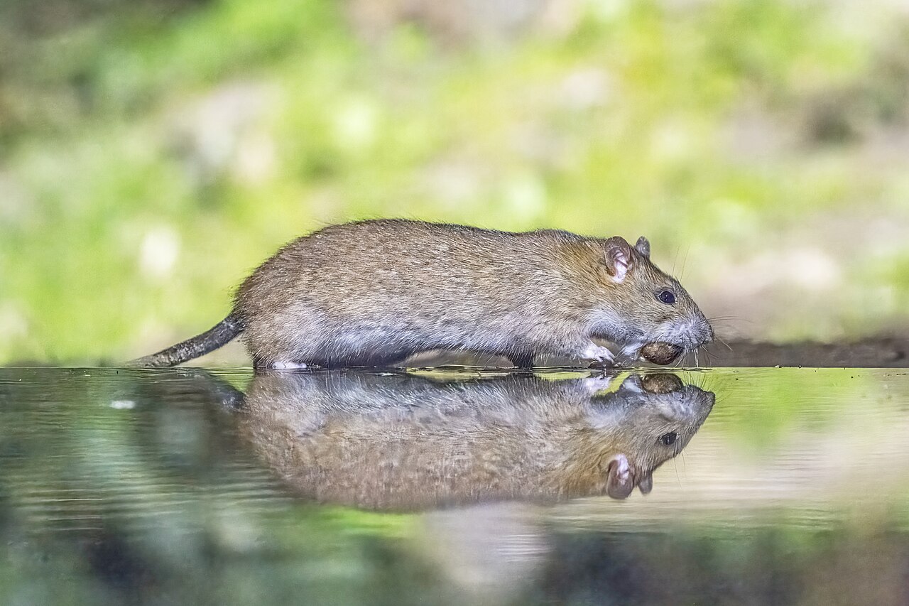A Norway rat, a rodent found around Jackson homes