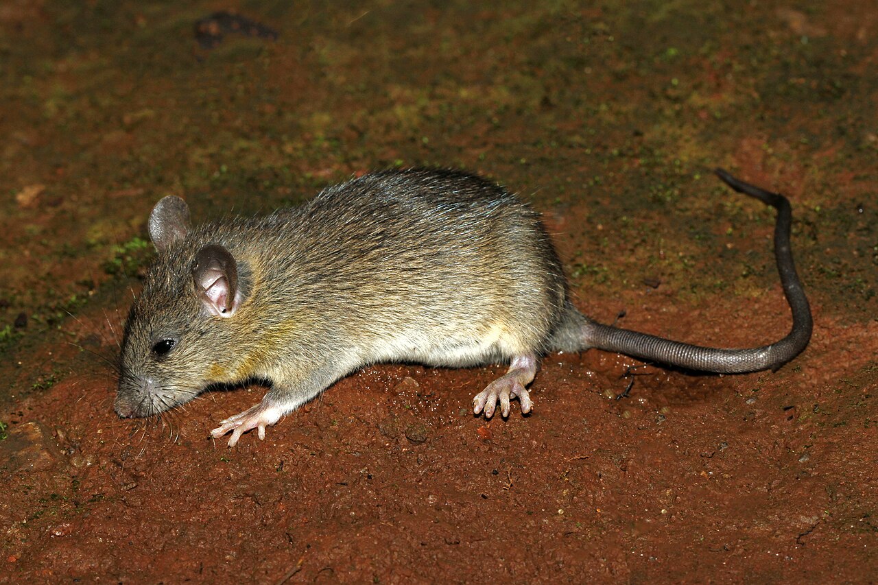A roof rat, one of the rats common in Jackson attics
